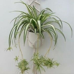 3 Baby Spider Plants